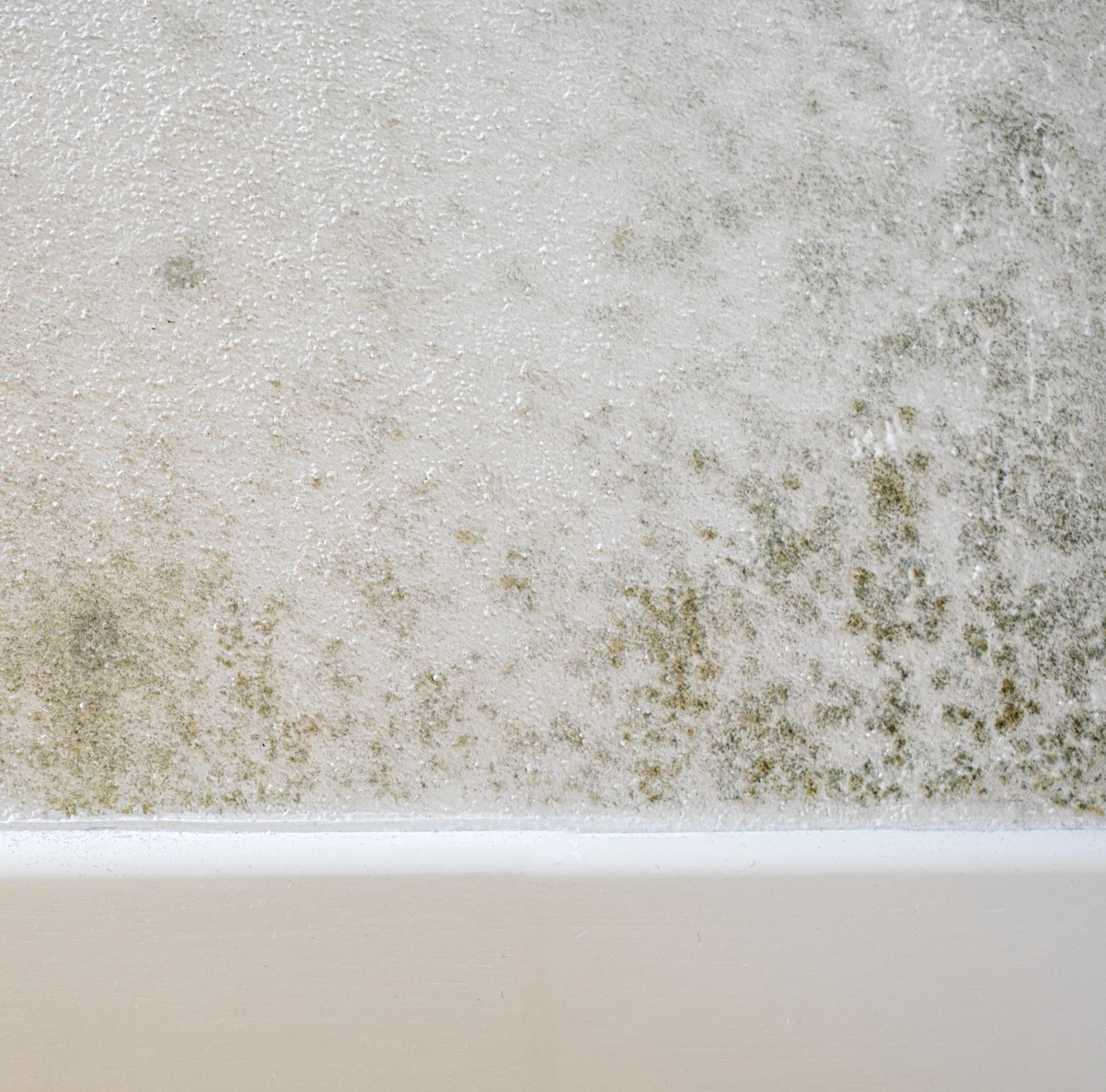 Close-up of mold on a wall