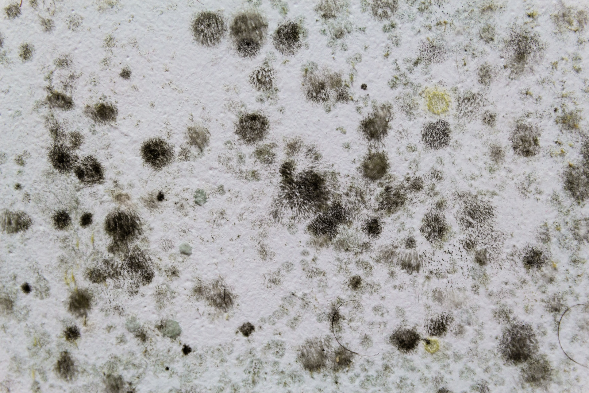 Close-up of mold spots on a damaged wall surface